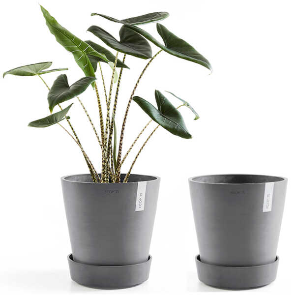 Ecopots Saucer Wheels Round 40 Grey & Planted Pot